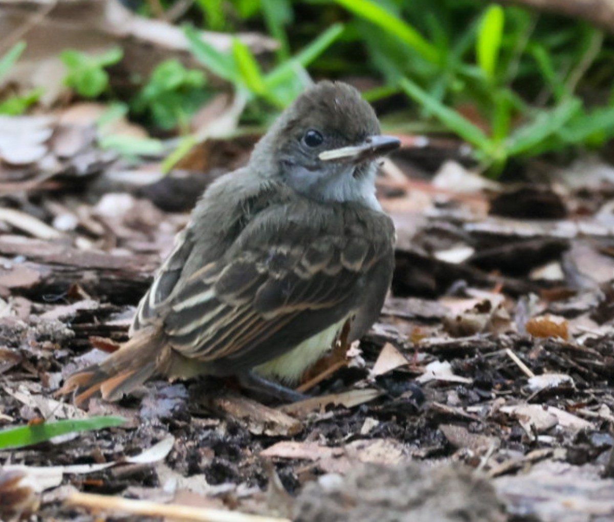 Great Crested Flycatcher - ML637180515
