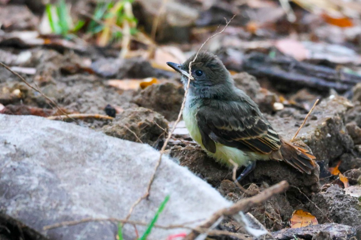 Great Crested Flycatcher - ML637180516