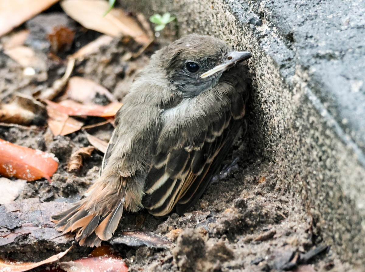 Great Crested Flycatcher - ML637180517