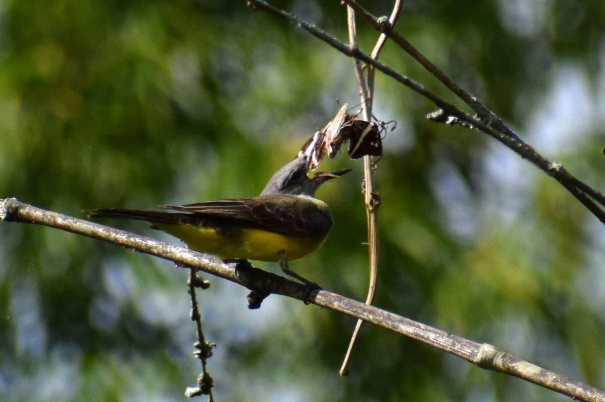Tropical Kingbird - ML637180534