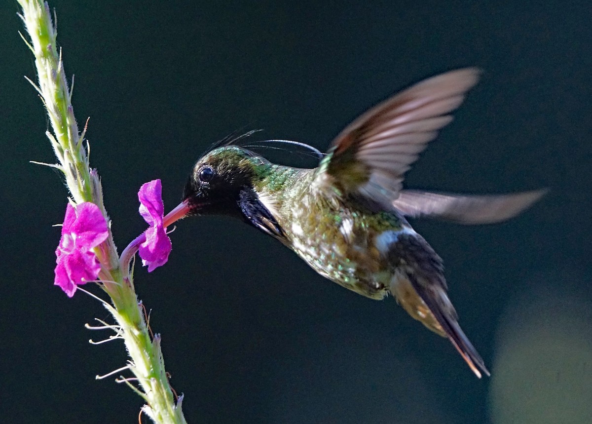 Black-crested Coquette - ML637180554
