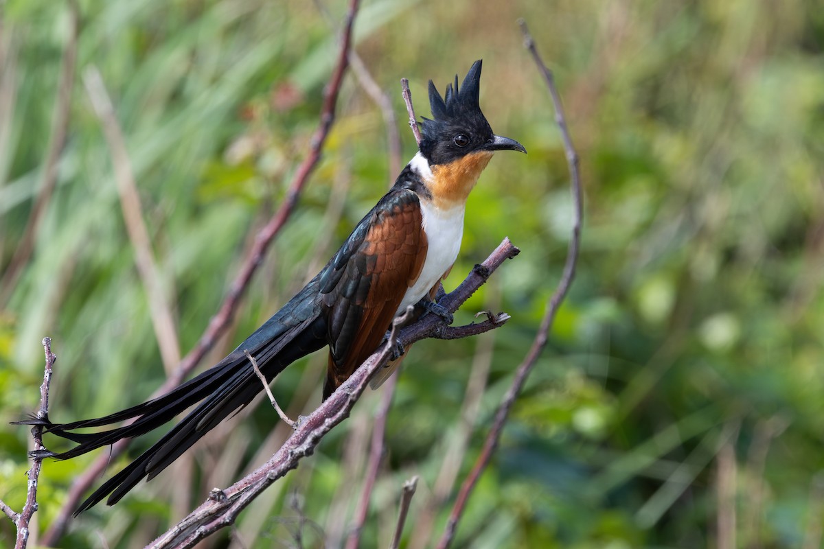 Chestnut-winged Cuckoo - ML637180562