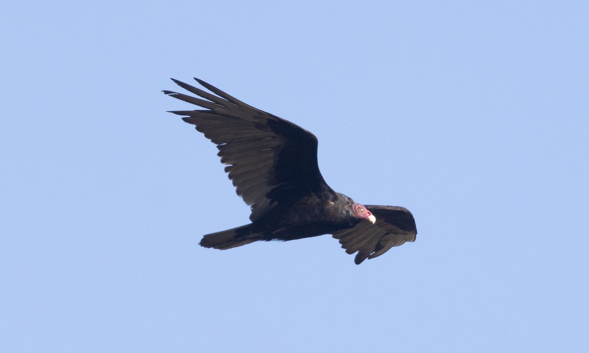 Turkey Vulture - ML637180563