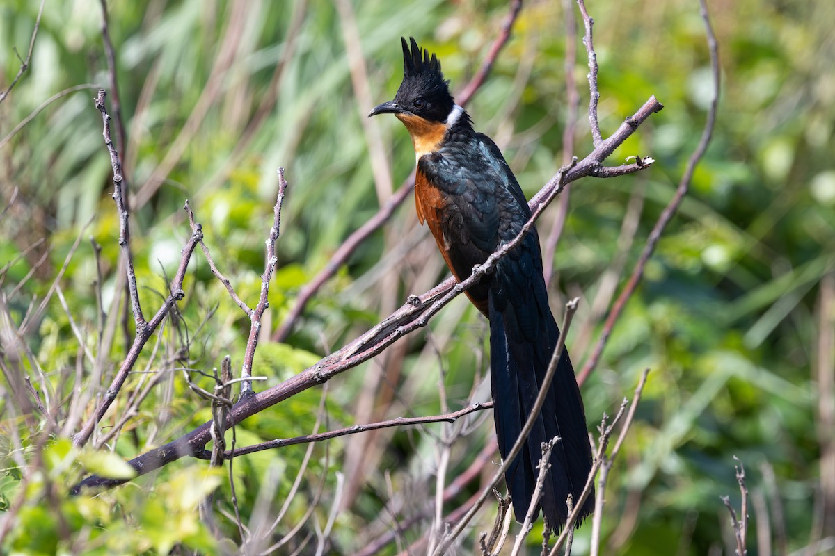 Chestnut-winged Cuckoo - ML637180580