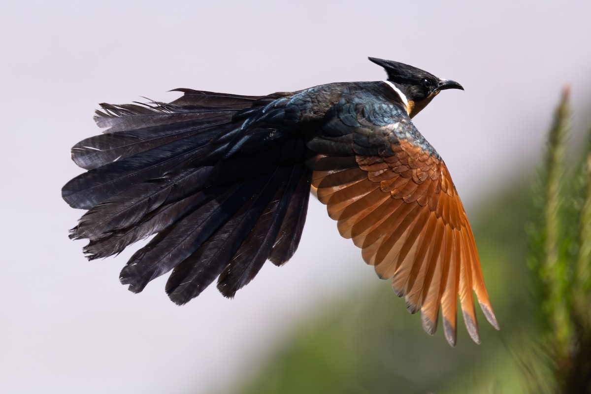 Chestnut-winged Cuckoo - ML637180591