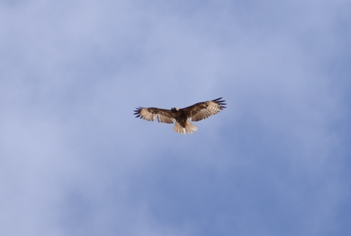 Red-tailed Hawk - ML637180614