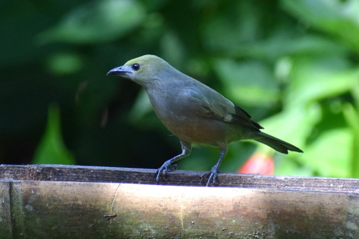 Palm Tanager - ML637180673