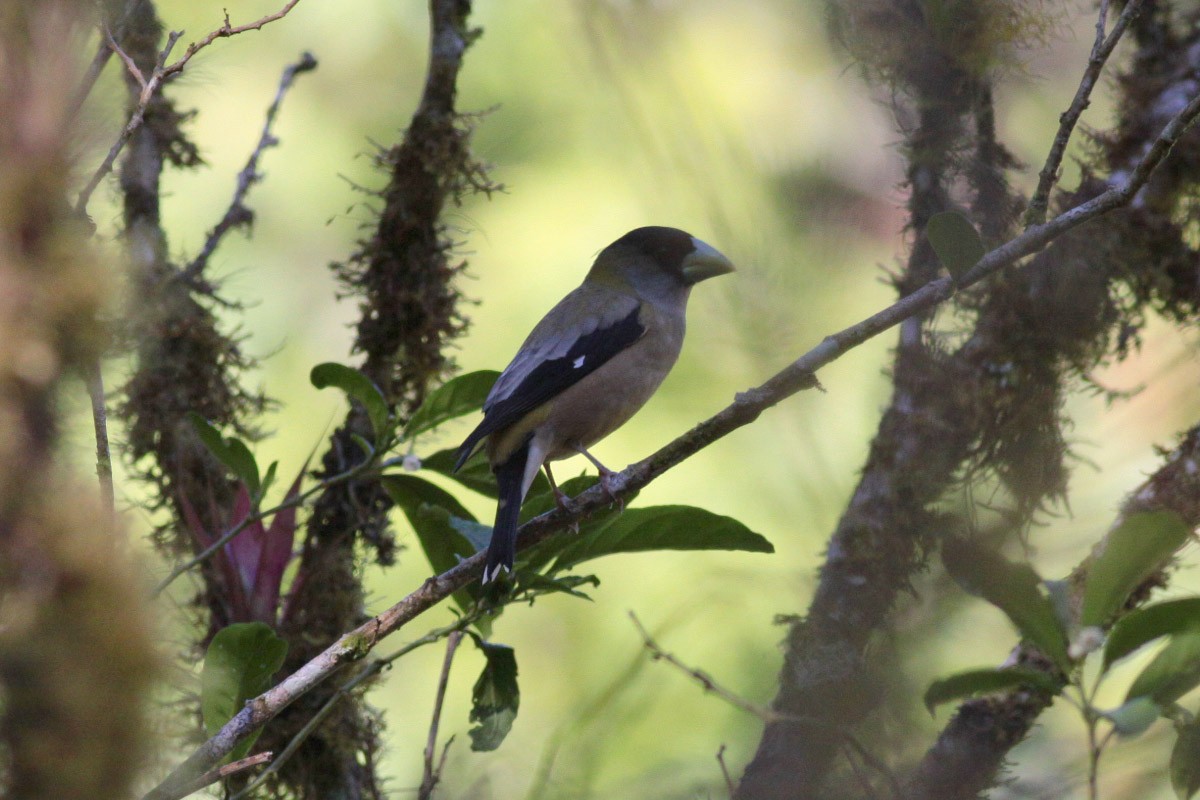 Hooded Grosbeak - ML63718071