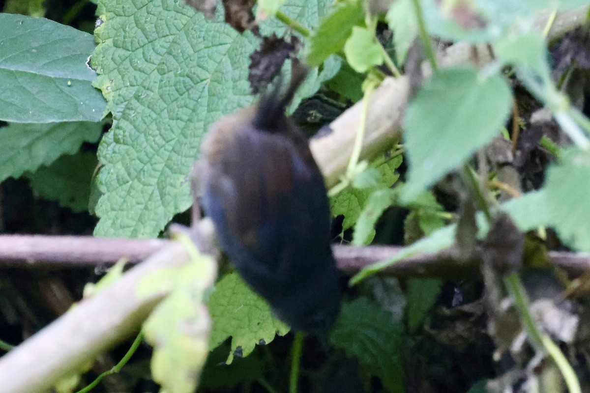 Unicolored Tapaculo - ML637180756