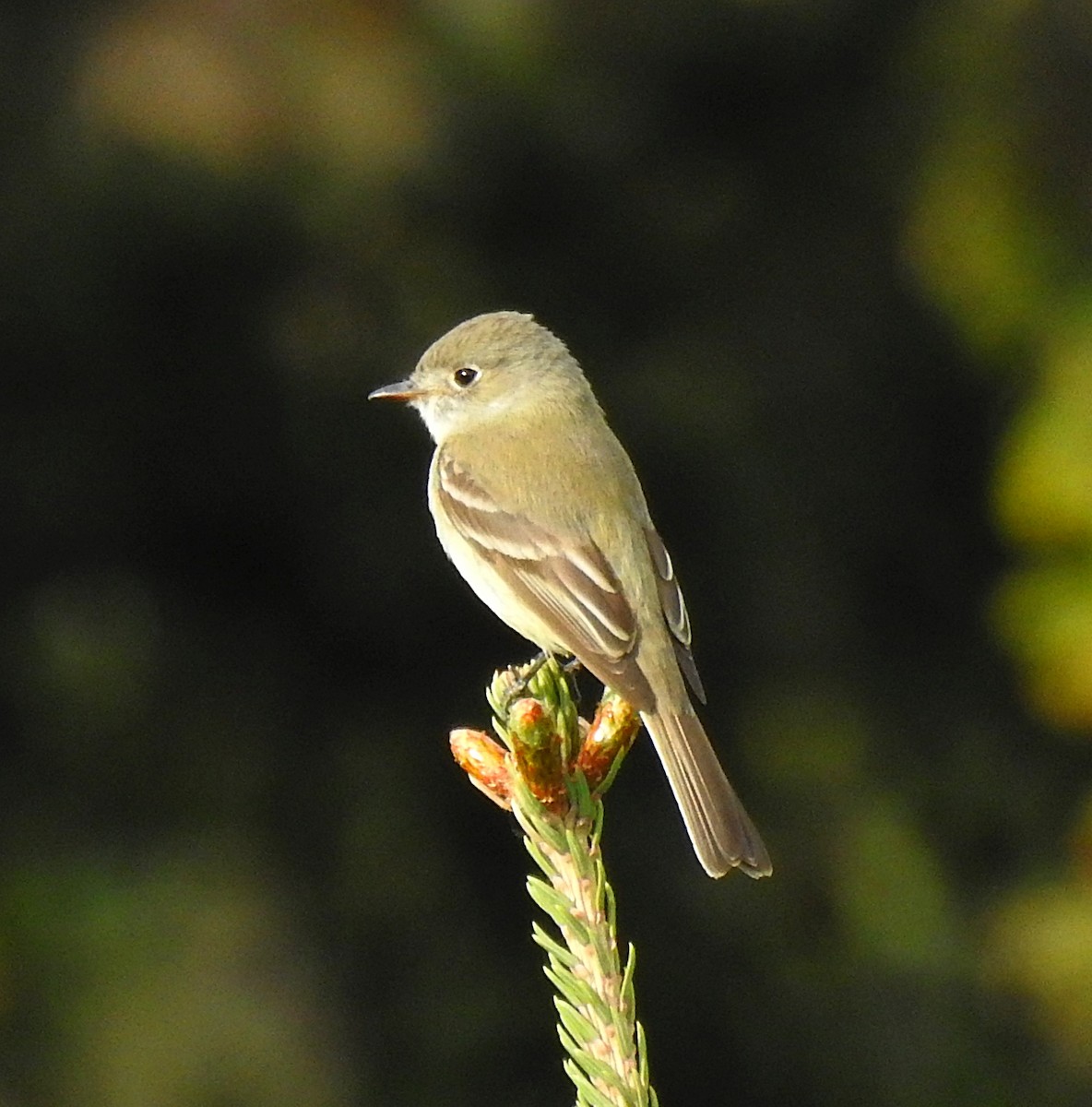 Dusky Flycatcher - ML637180759