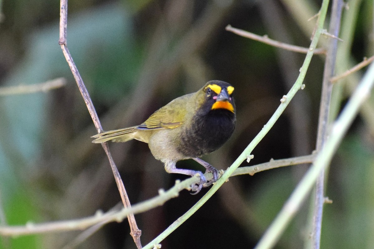 Yellow-faced Grassquit - ML637180813