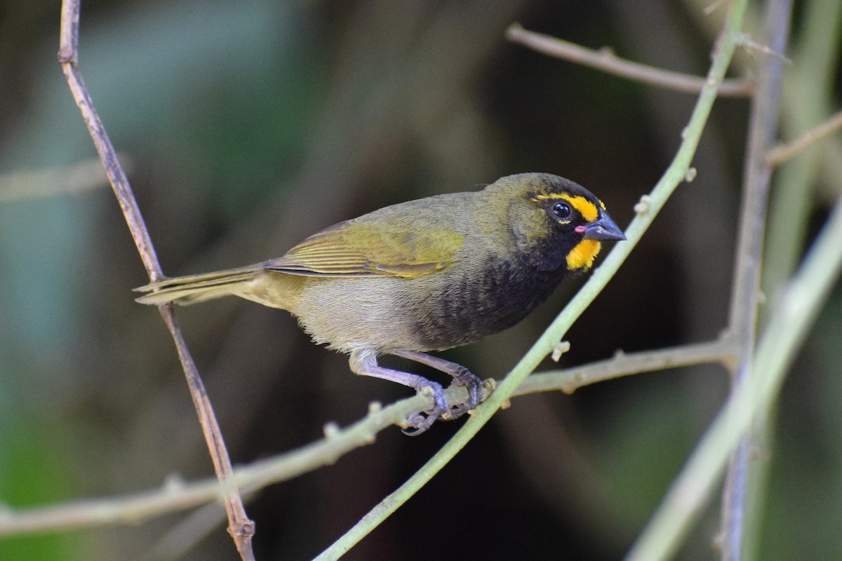 Yellow-faced Grassquit - ML637180814