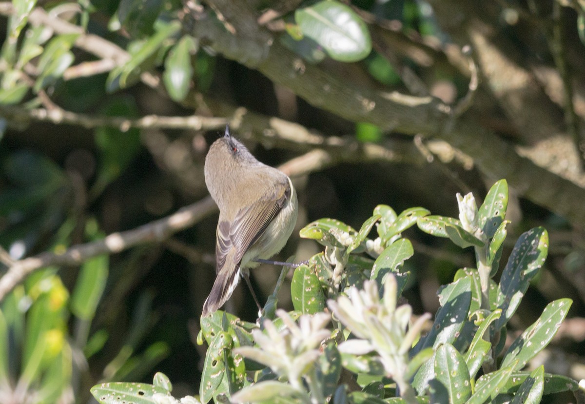 Gray Gerygone - ML637180834