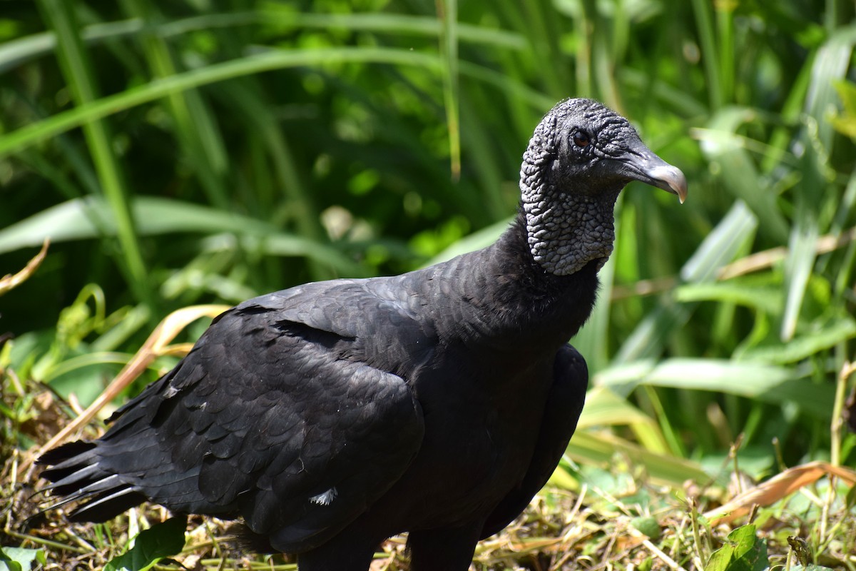 Black Vulture - ML637180840