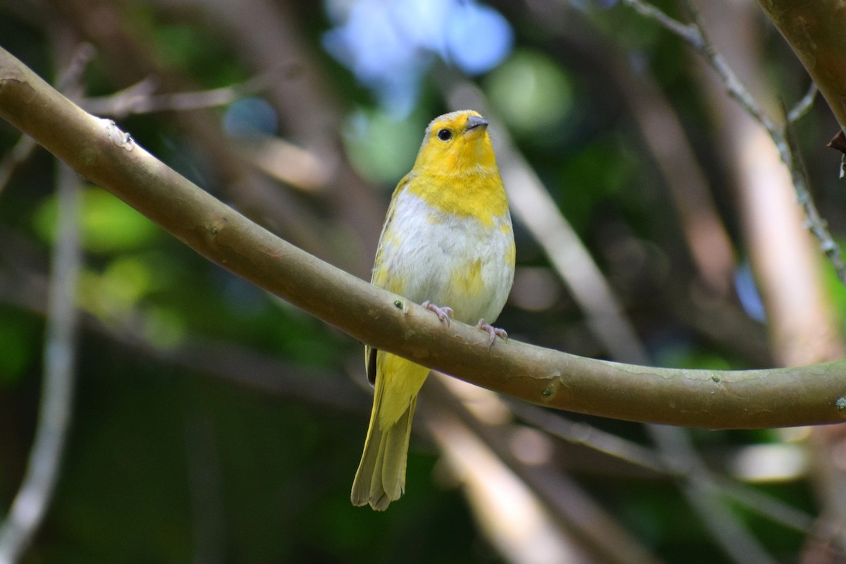 Saffron Finch - ML637180850
