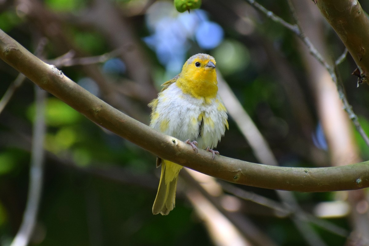 Saffron Finch - ML637180866