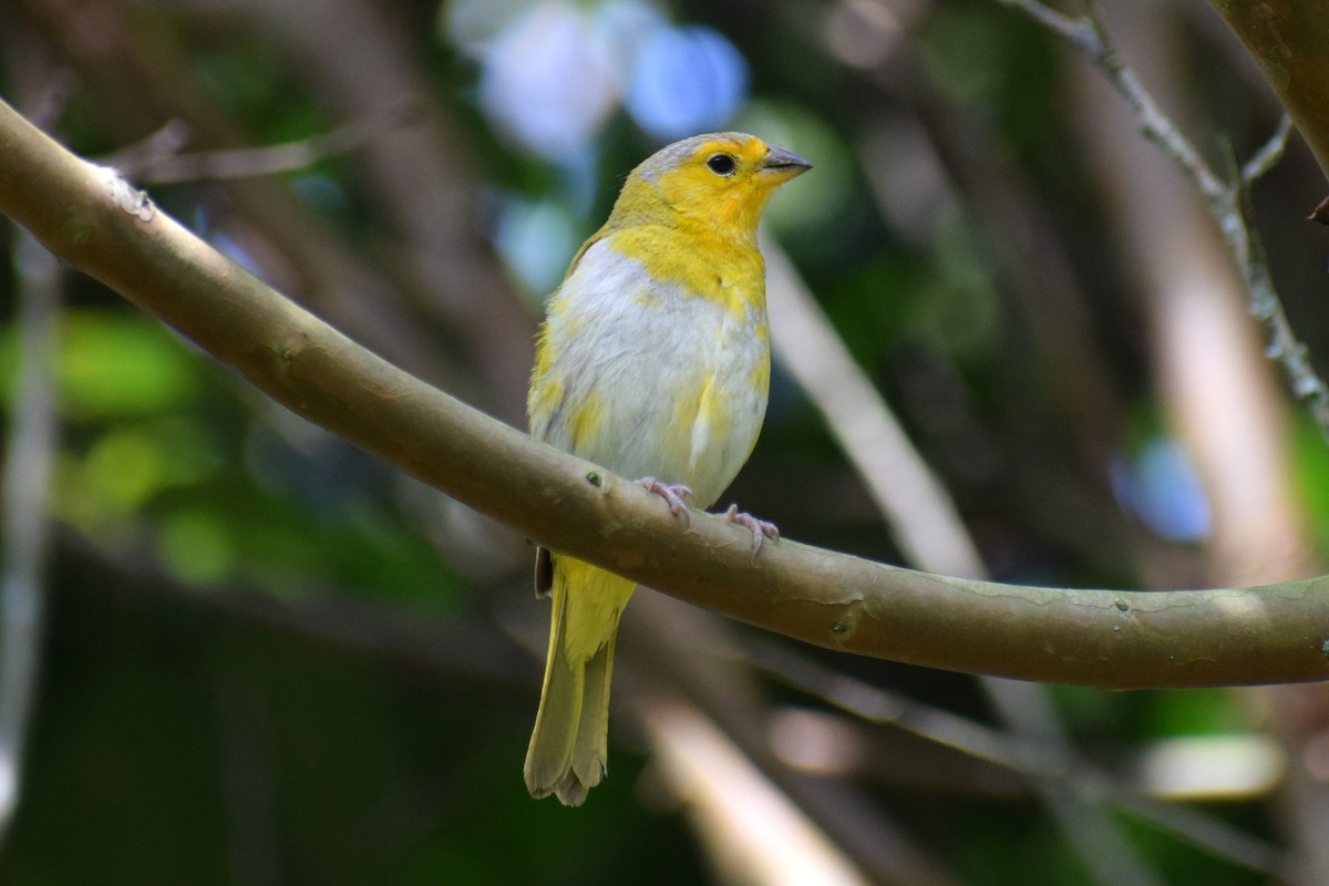 Saffron Finch - ML637180886