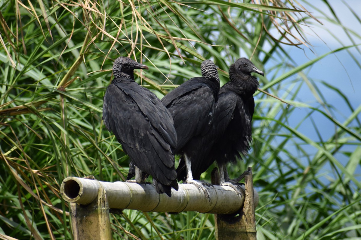Black Vulture - ML637180896