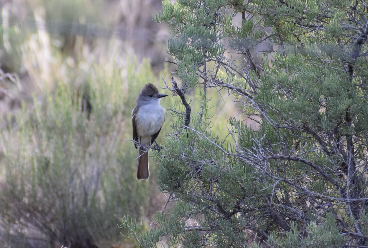 Ash-throated Flycatcher - ML637180933