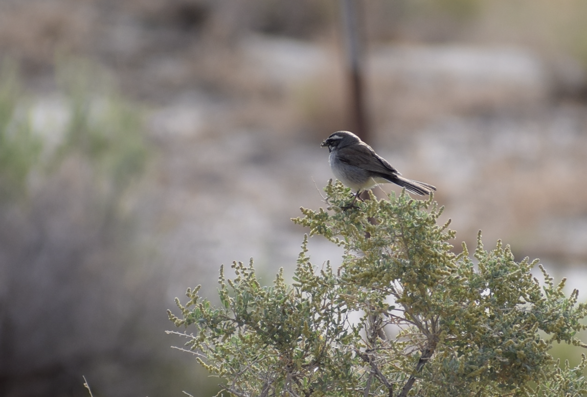 Black-throated Sparrow - ML637180945