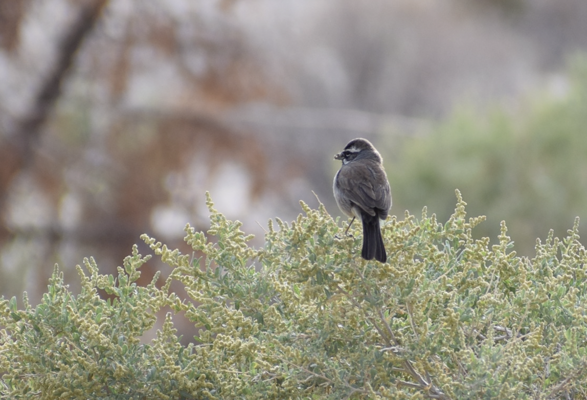 Black-throated Sparrow - ML637180946