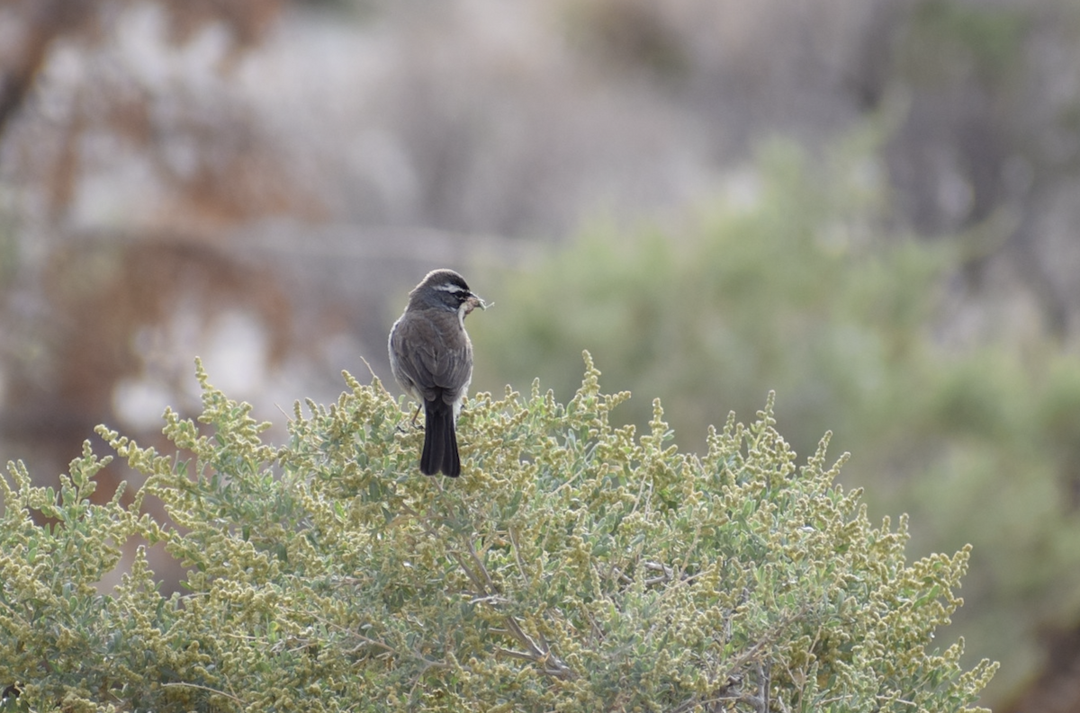 Black-throated Sparrow - ML637180947