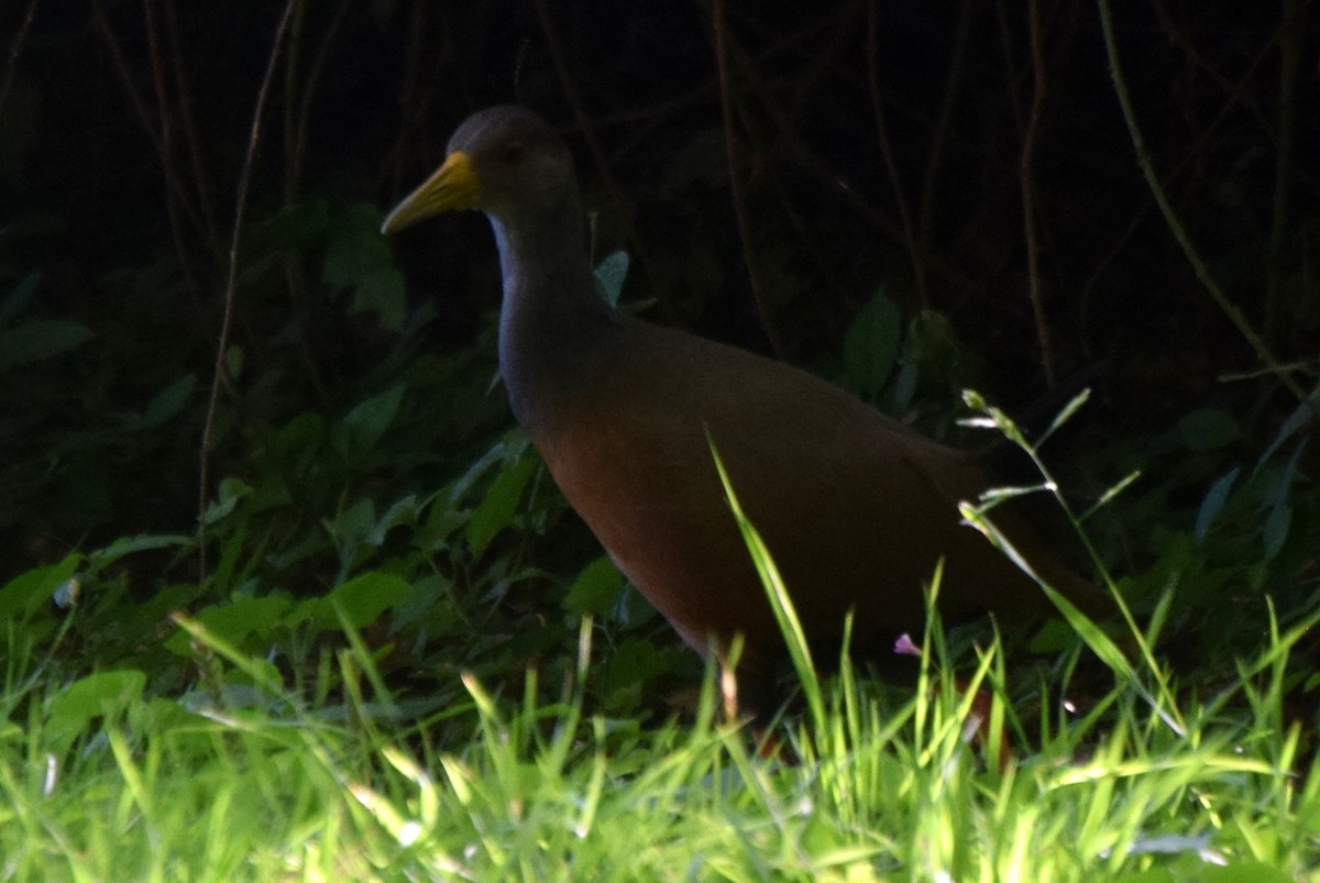 Gray-cowled Wood-Rail - ML637181003