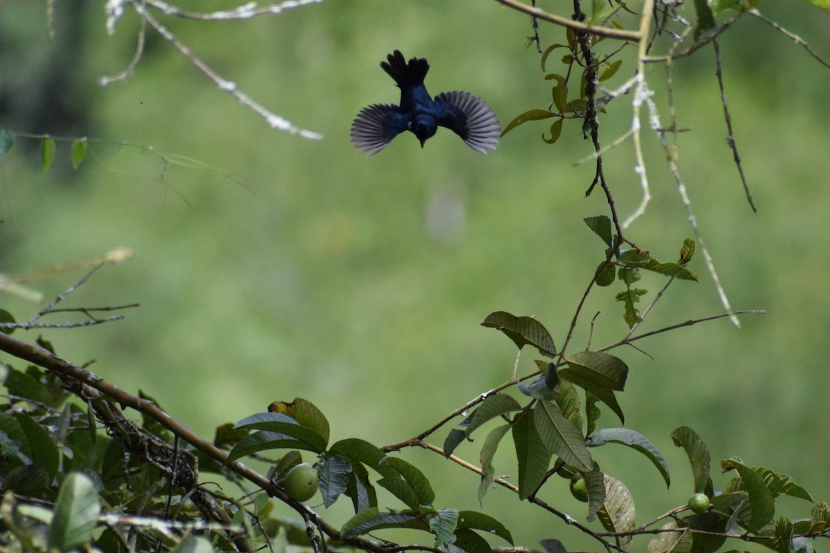 Blue-black Grassquit - ML637181007
