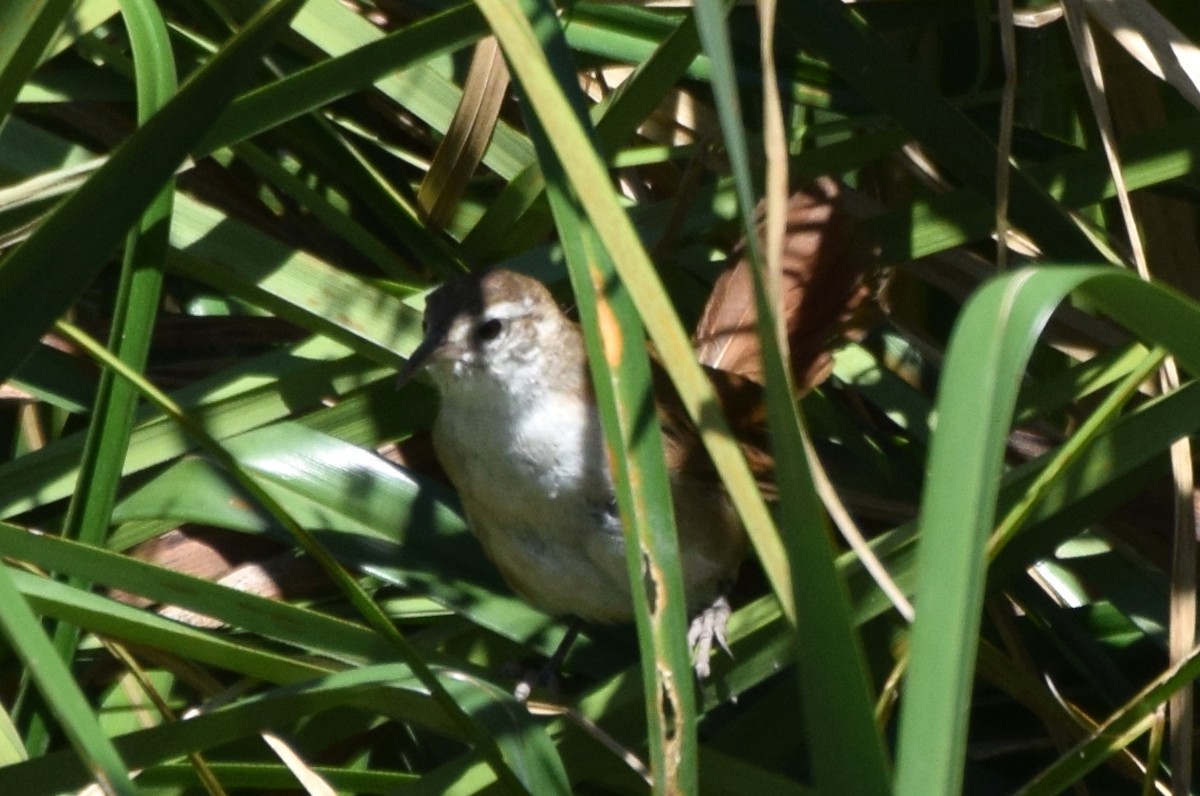 Curve-billed Reedhaunter - ML637181080