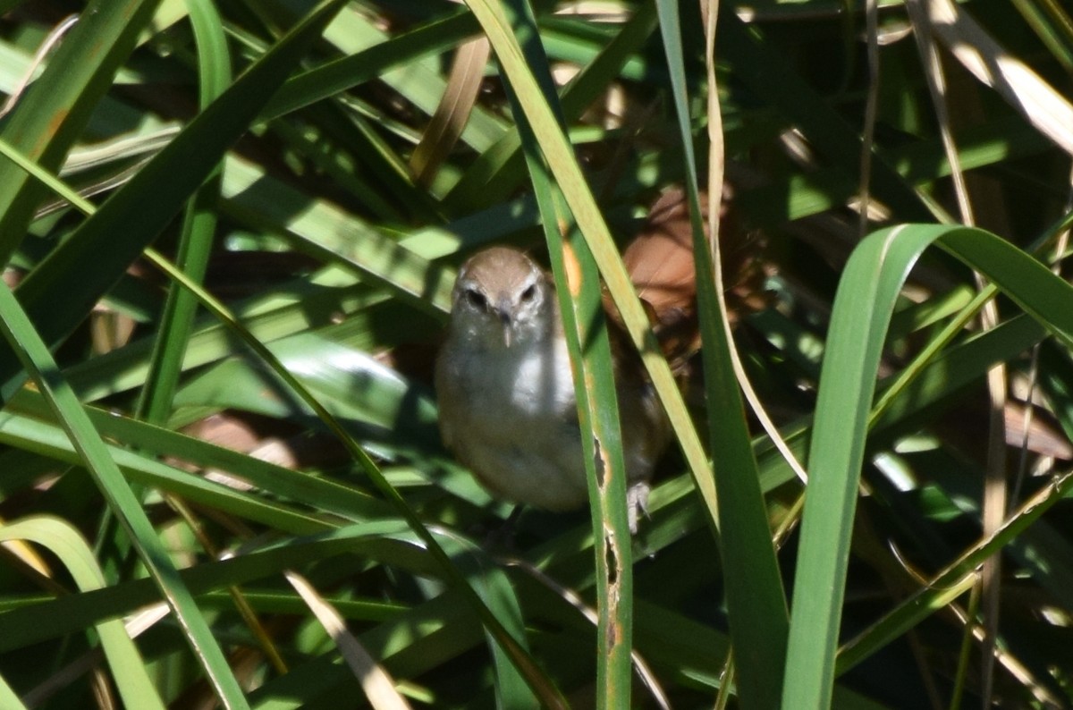 Curve-billed Reedhaunter - ML637181081