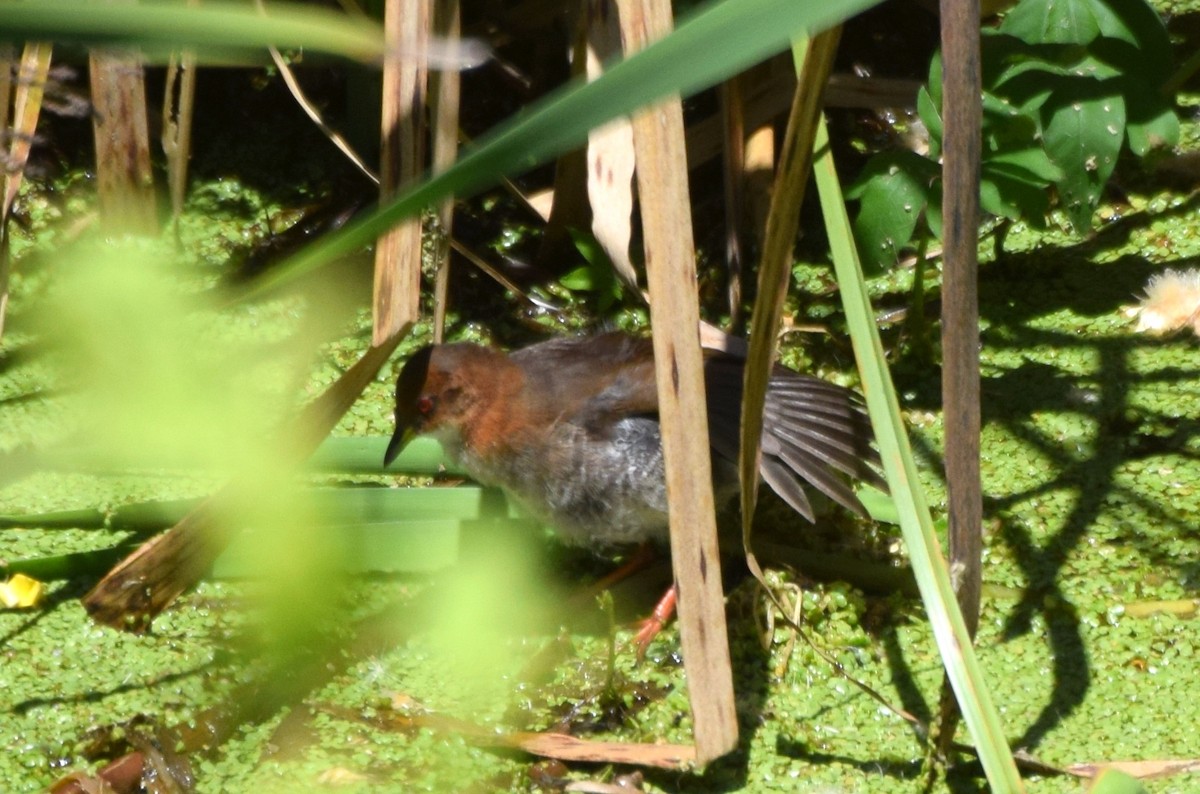 Red-and-white Crake - ML637181084