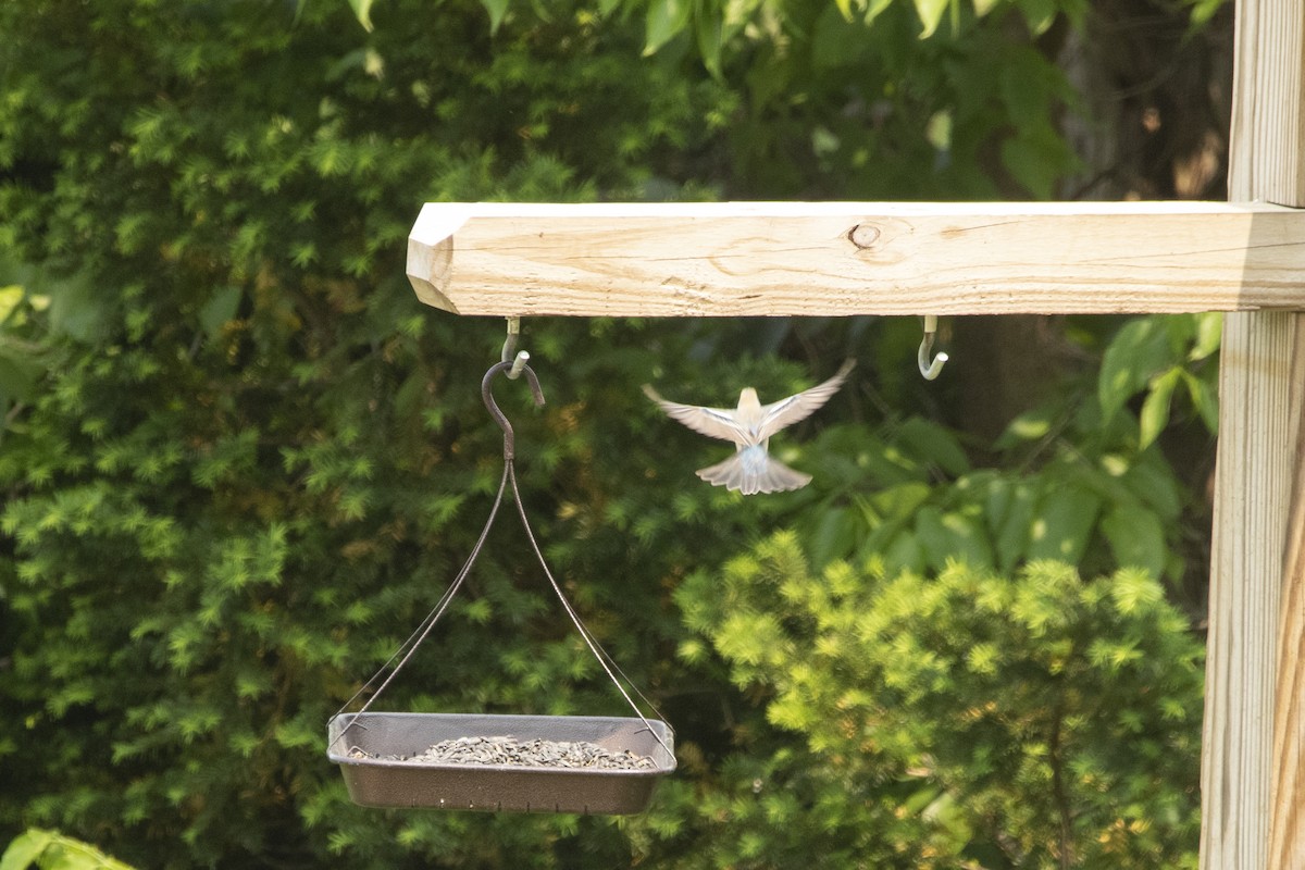 Lazuli Bunting - ML637181126