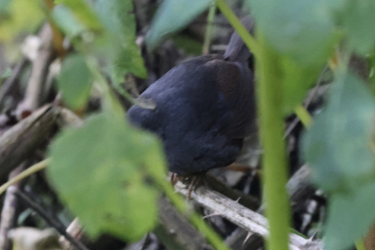 Unicolored Tapaculo - ML637181134