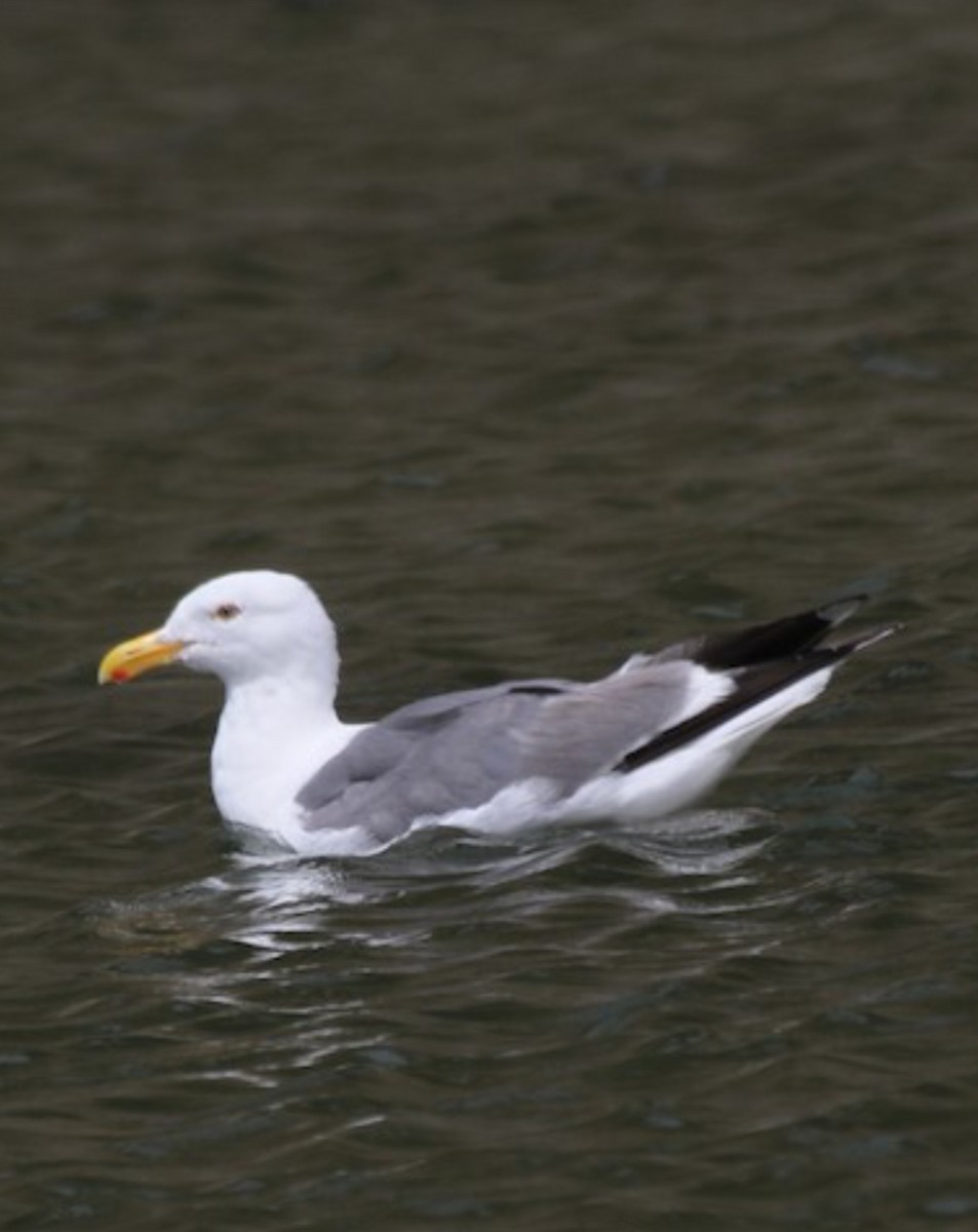 Western Gull - ML637181255