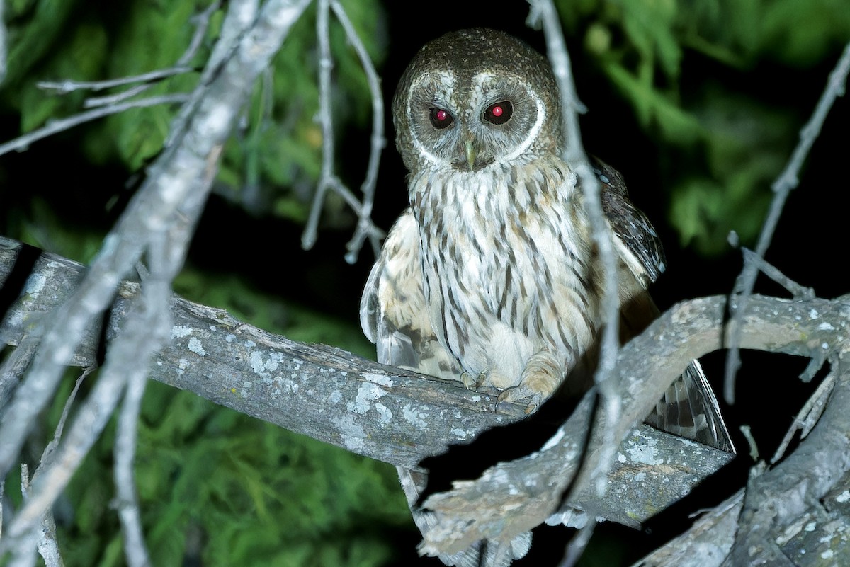 Mottled Owl - ML637181273
