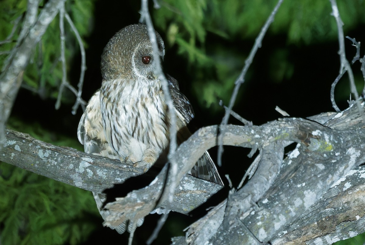 Mottled Owl - ML637181274