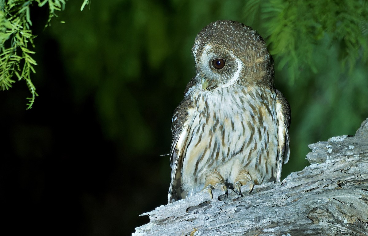 Mottled Owl - ML637181276