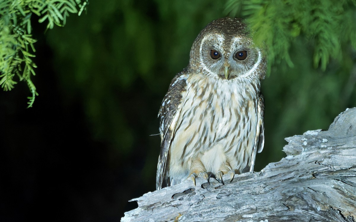 Mottled Owl - ML637181277