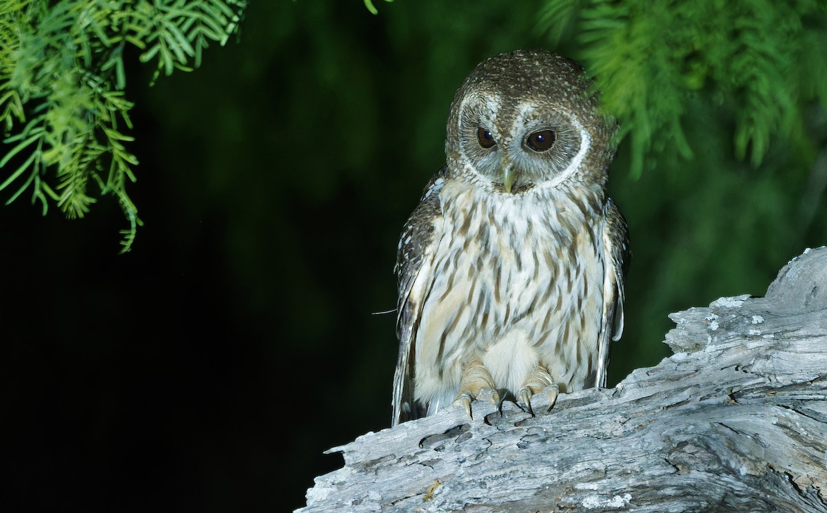 Mottled Owl - ML637181278
