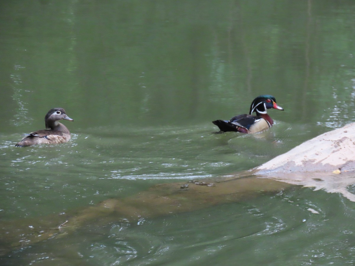 Wood Duck - ML637181280
