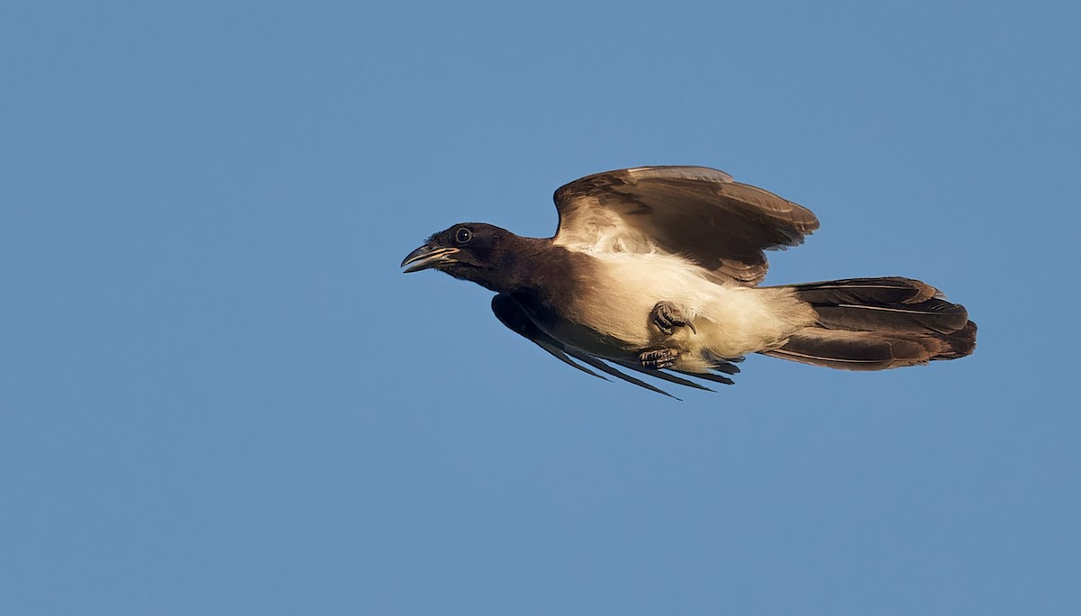 Brown Jay - ML637181295