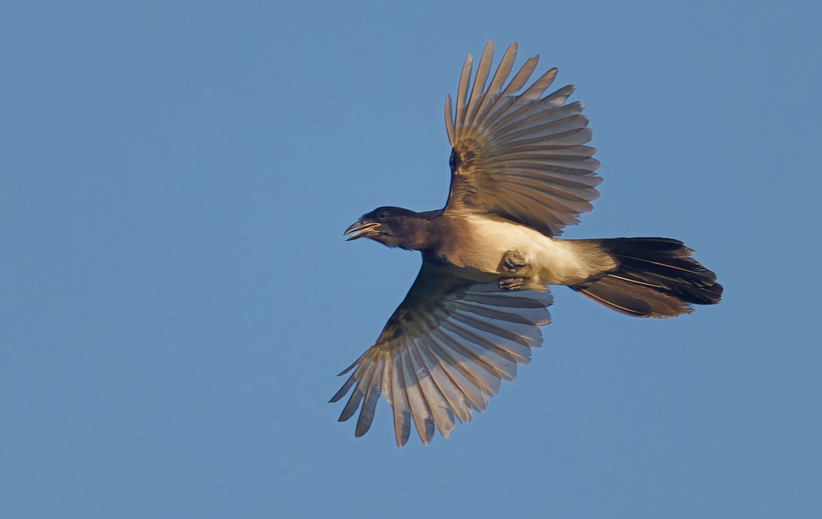 Brown Jay - ML637181296