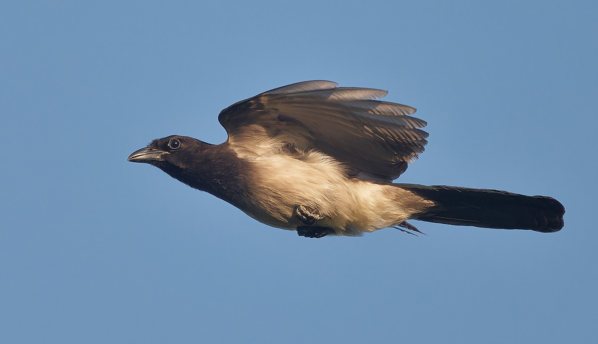 Brown Jay - ML637181297