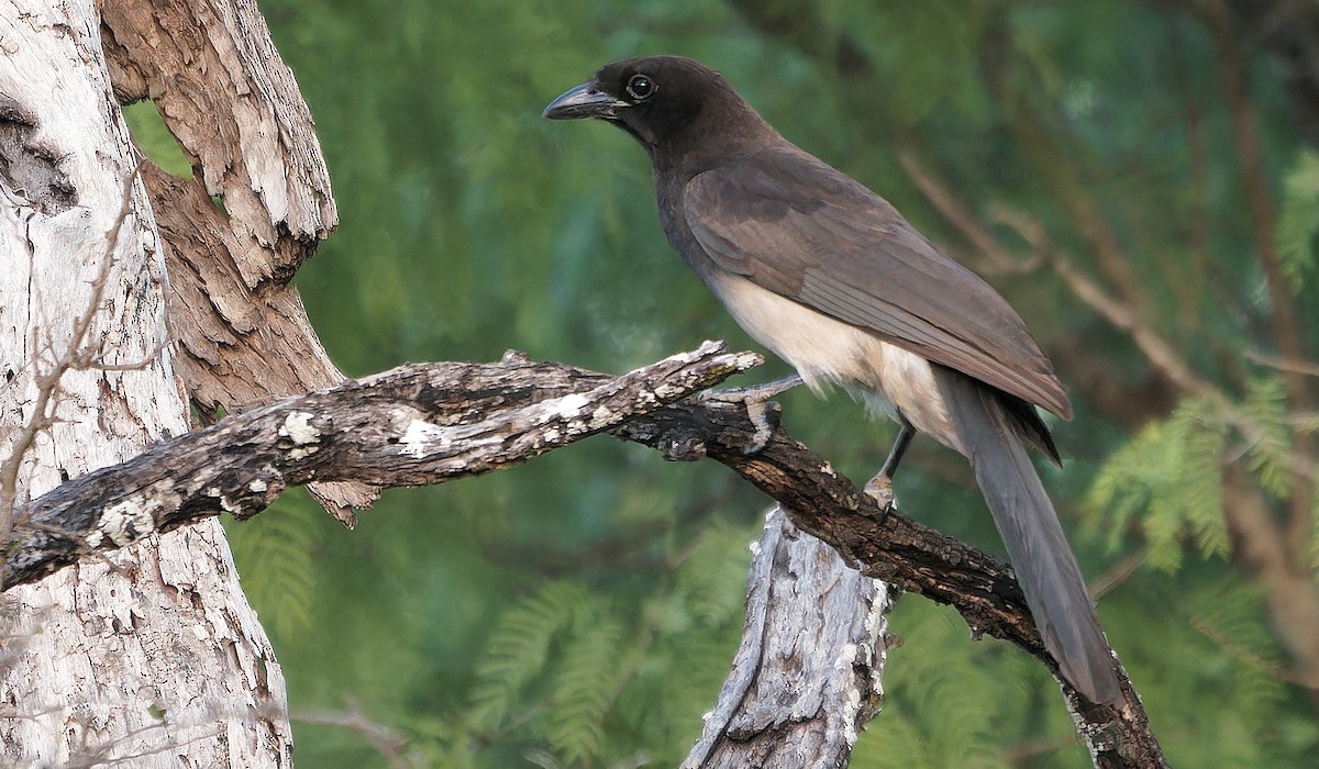 Brown Jay - ML637181298
