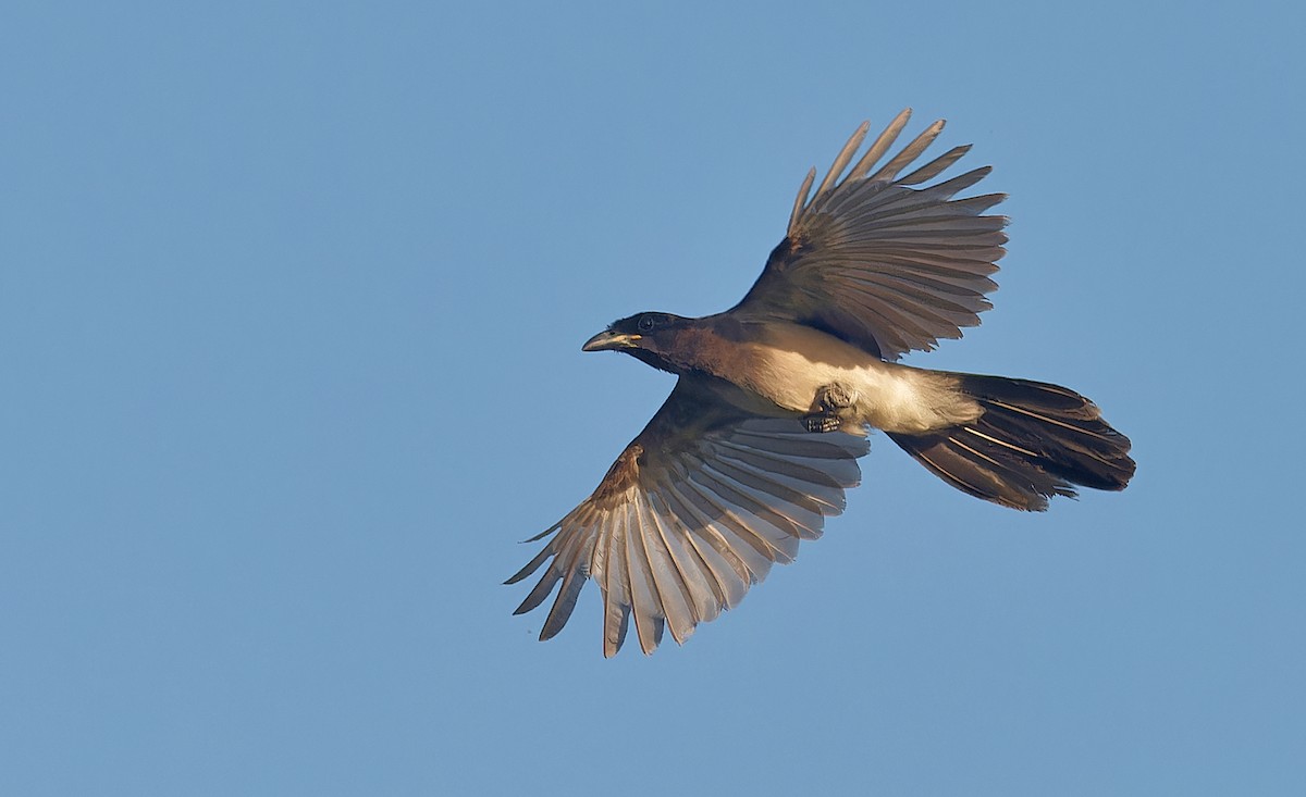 Brown Jay - ML637181299