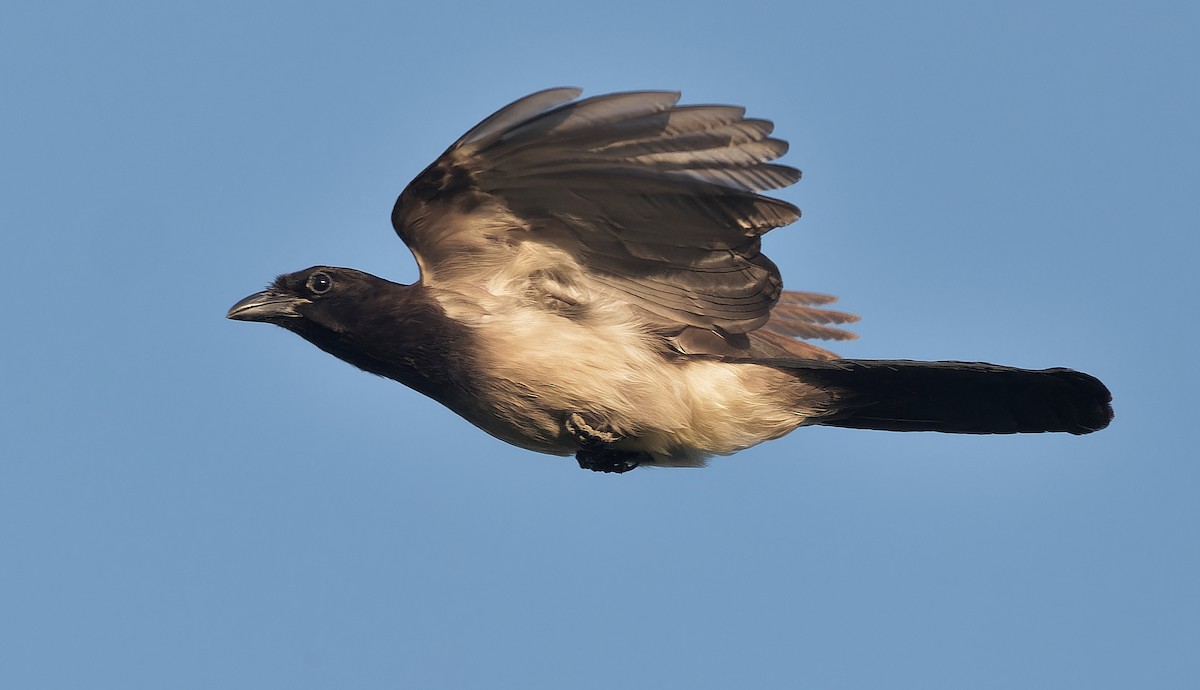 Brown Jay - ML637181300