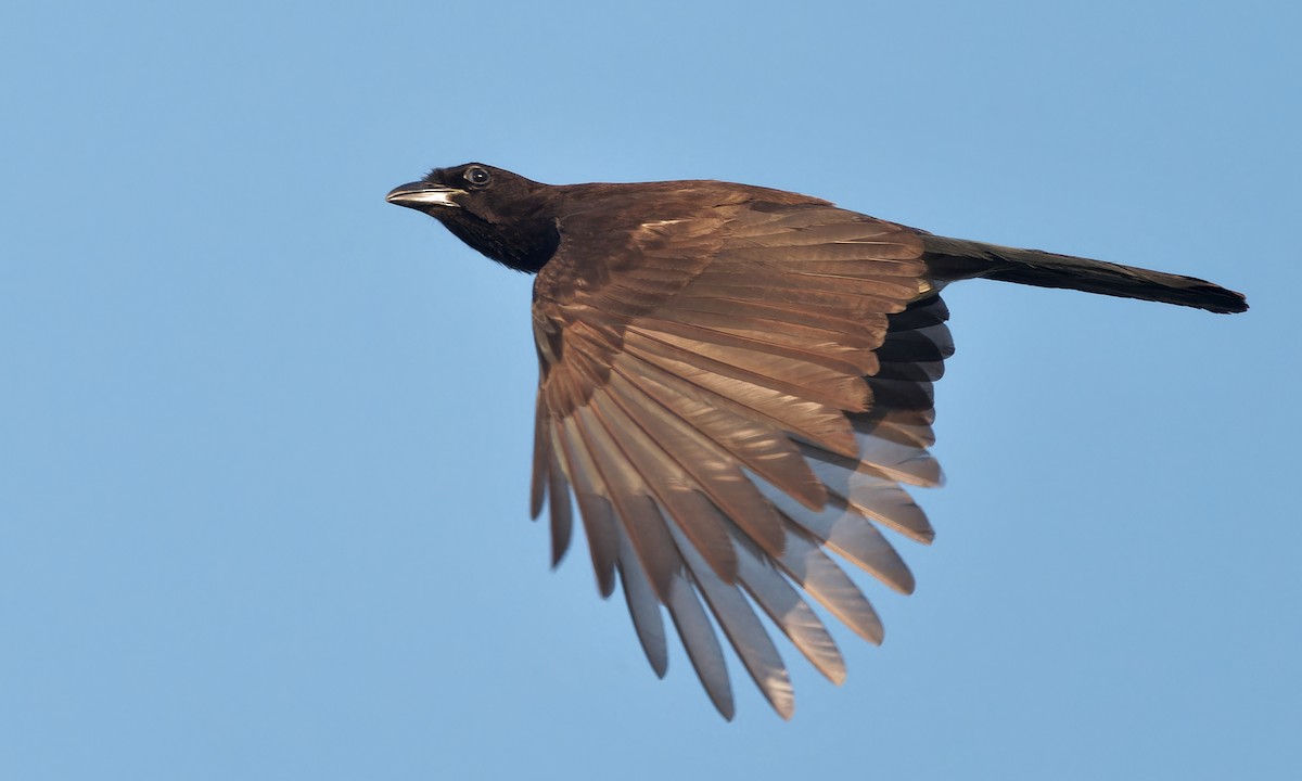 Brown Jay - ML637181301