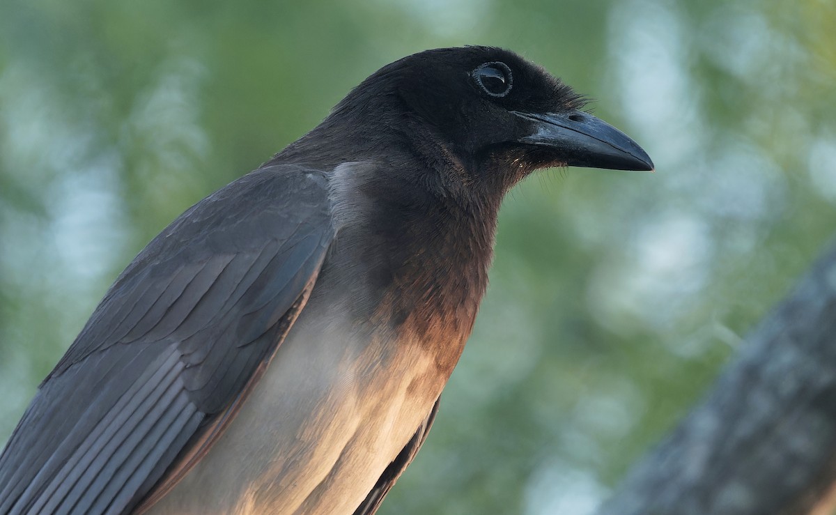 Brown Jay - ML637181302