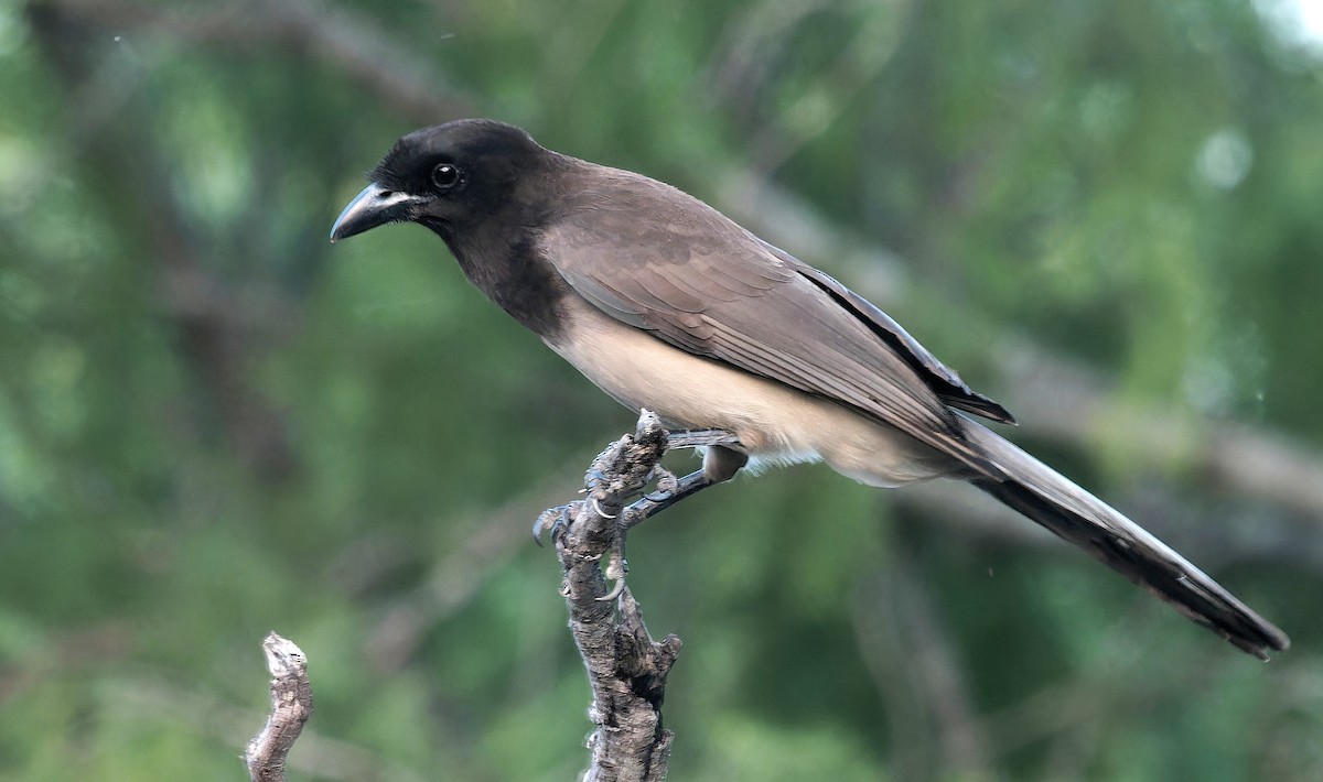Brown Jay - ML637181303