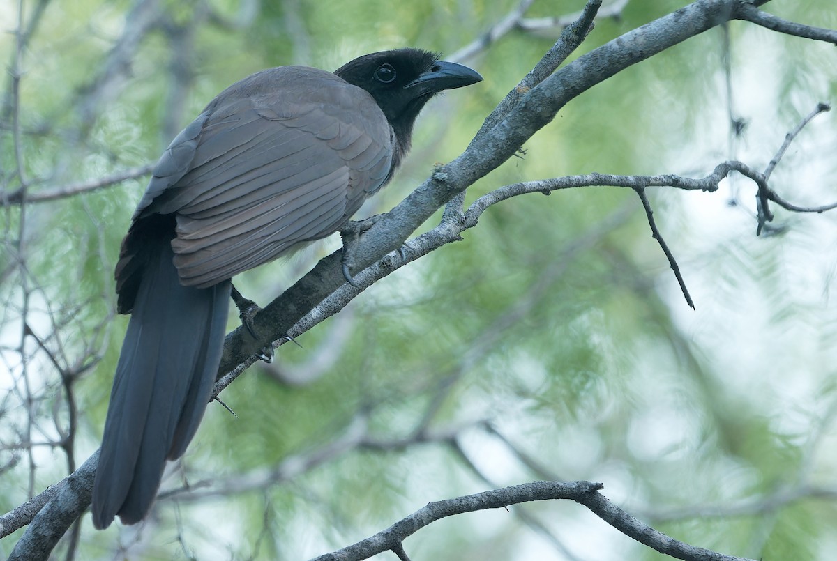 Brown Jay - ML637181304